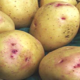 Cara Potato Seed